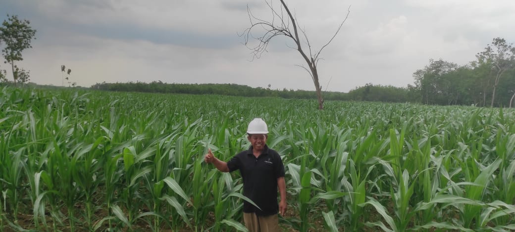 Area Lahan Jagung (HHBK)